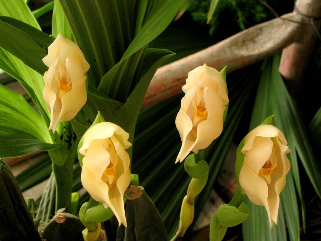 Esta-orquídea-é-como-um-bebê-em-um-berço-03 Esta-orquídea-é-como-um-bebê-em-um-berço-03