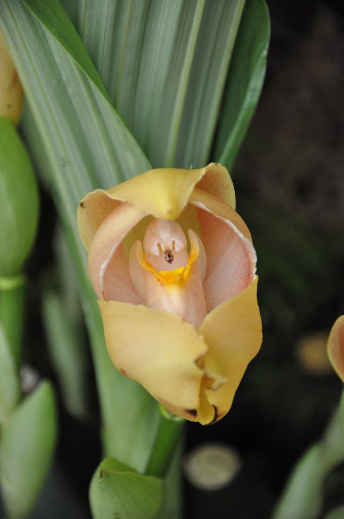 Esta-orquídea-é-como-um-bebê-em-um-berço-04 Esta-orquídea-é-como-um-bebê-em-um-berço-04