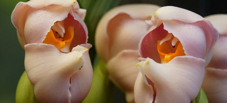 Esta orquídea é como um bebê em um berço! | CASA.COM.BR