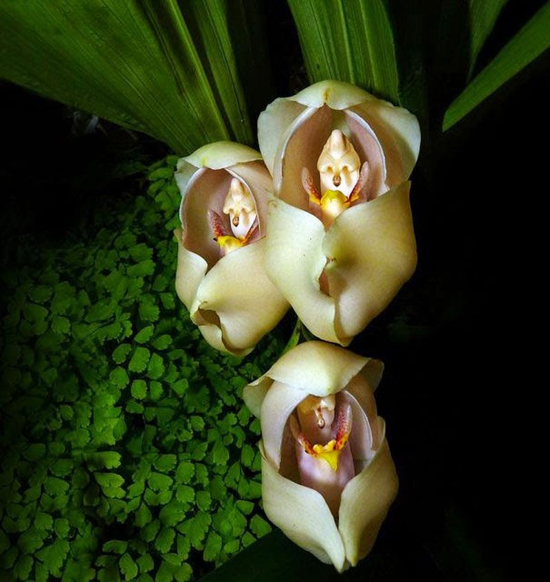 Esta-orquídea-é-como-um-bebê-em-um-berço-06 Esta-orquídea-é-como-um-bebê-em-um-berço-06