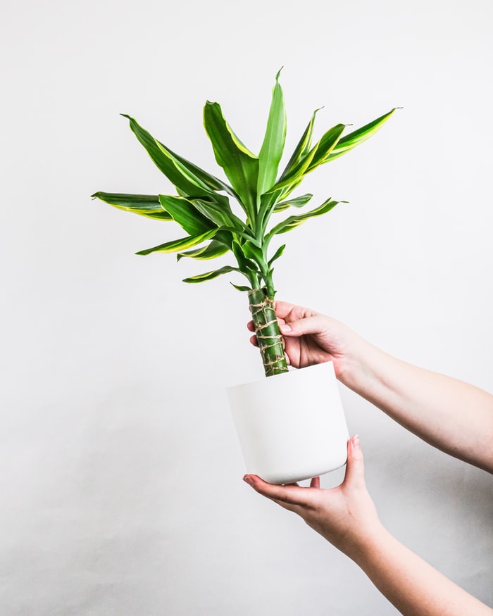 como-plantas-no-escritorio-diminuem-ansiedade-e-ajudam-na-concentracao-casa.com-12-unsplash-severin-candrian