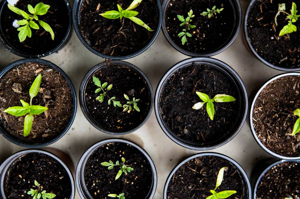 Gongocompostagem: opção vantajosa para produção de adubo orgânico