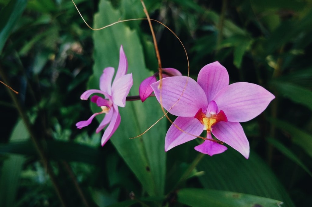 como cuidar de orquídea 