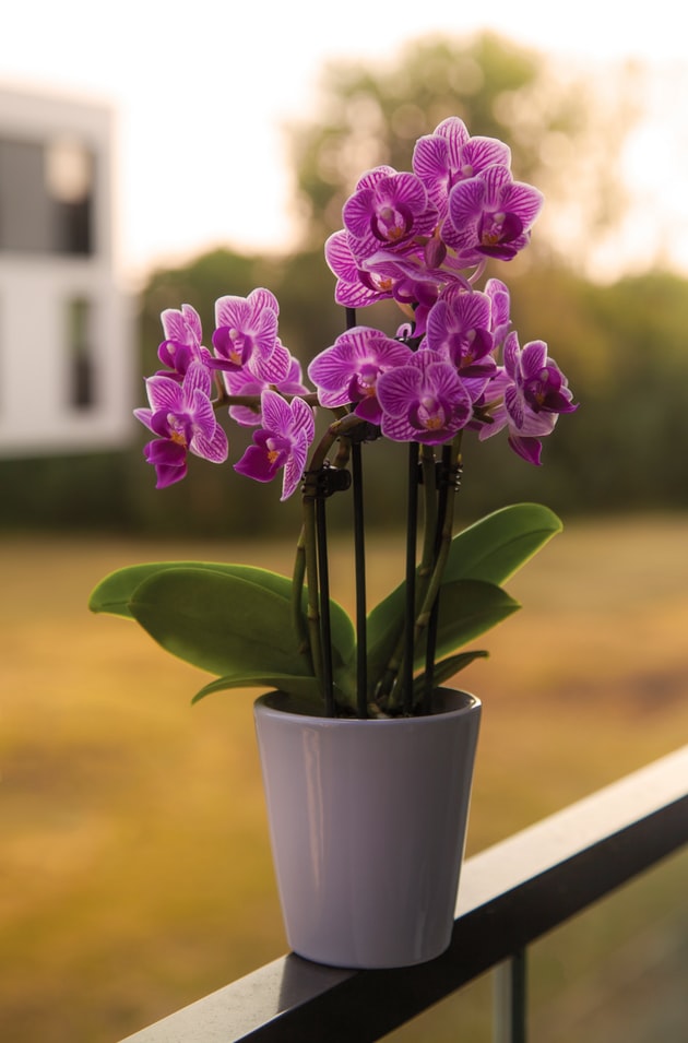 orquidea-em-apartamento-casa.com-5-unsplash-dim-hou