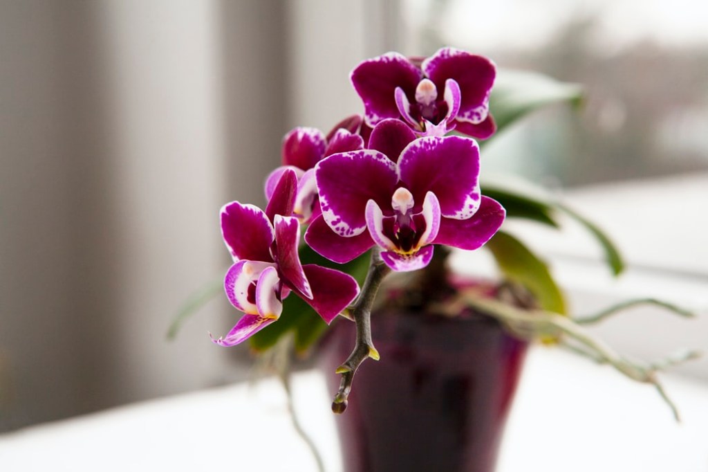 Vaso de orquídea em apartamento