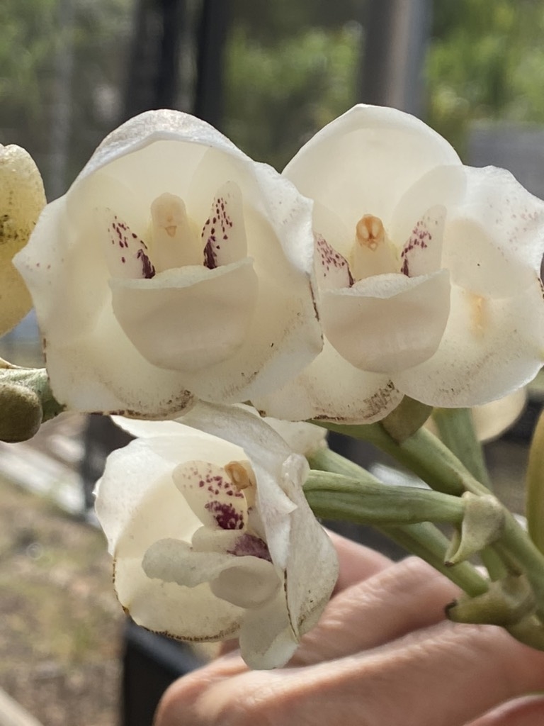 Esta orquídea parece uma pombinha! | CASA.COM.BR