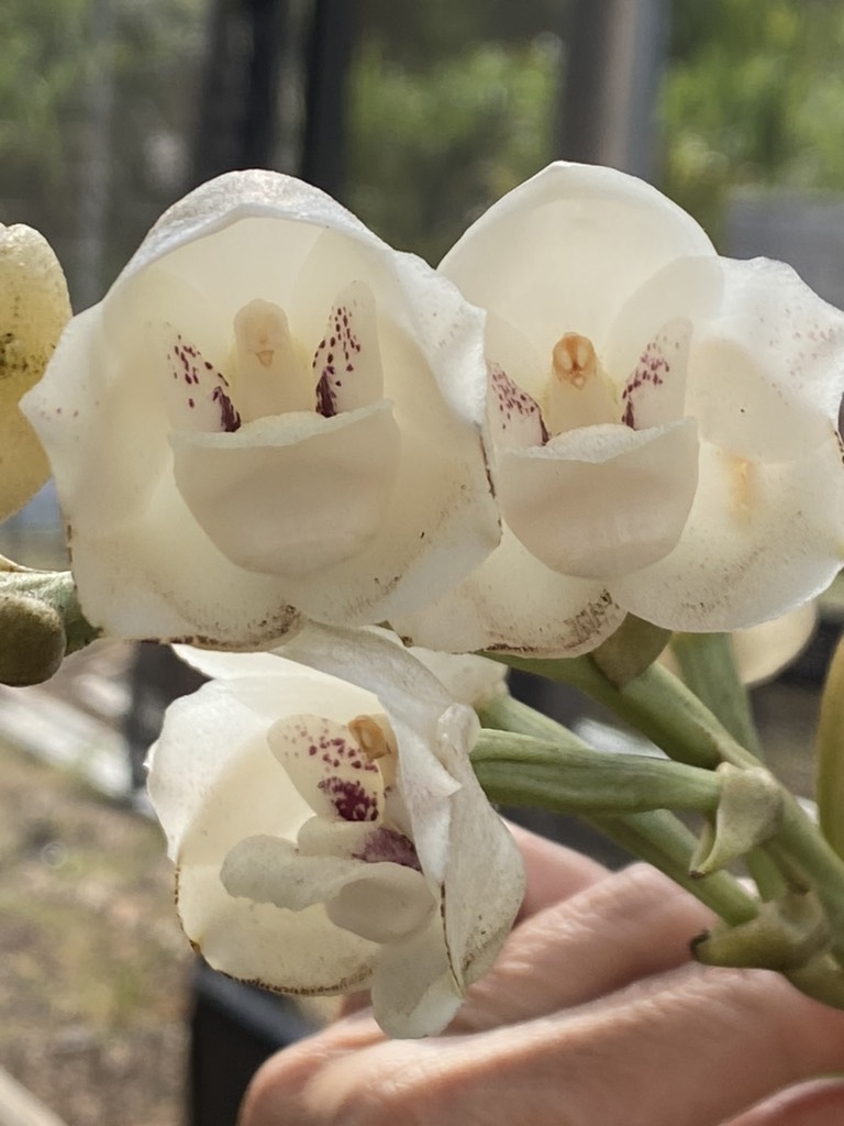 orquidea-pombinha-casa.com-2-orquideomania