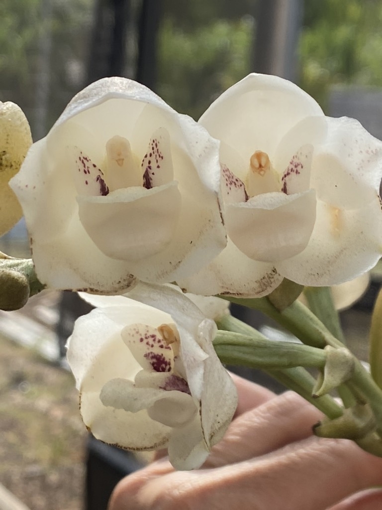 orquideas