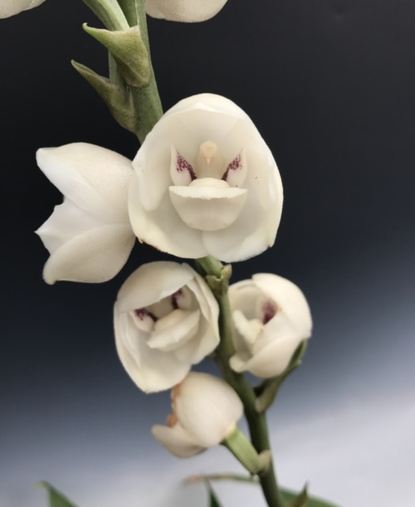 Esta orquídea parece uma pombinha! | CASA.COM.BR