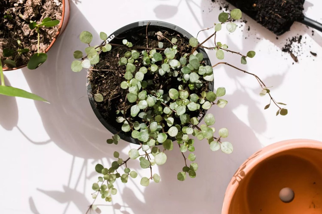 10-plantas-para-terrario-faceis-de-cuidar-casa.com-the-spruce-1-kara-riley