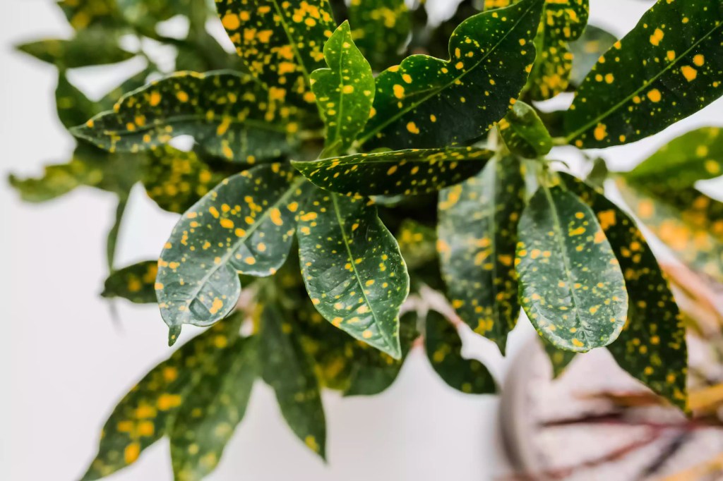 10-plantas-para-terrario-faceis-de-cuidar-casa.com-the-spruce-10-kara-riley
