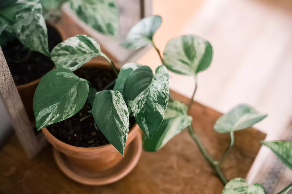 10-plantas-para-terrario-faceis-de-cuidar-casa.com-the-spruce-5-kara-riley