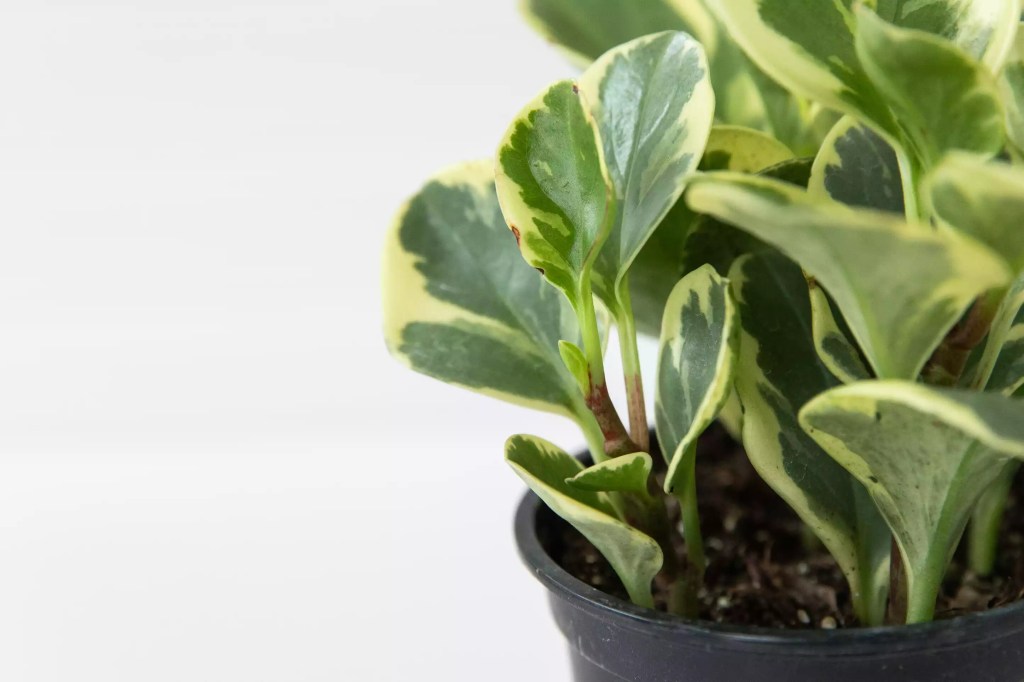10-plantas-para-terrario-faceis-de-cuidar-casa.com-the-spruce-6-leticia-almeida