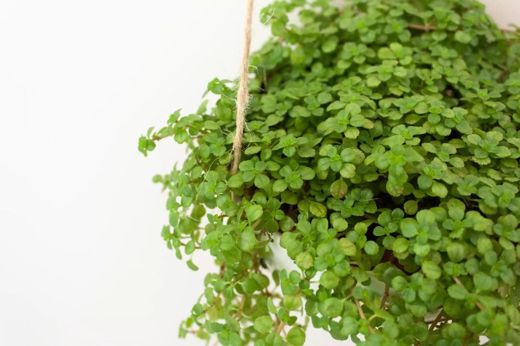 10-plantas-para-terrario-faceis-de-cuidar-casa.com-the-spruce-7-leticia-almeida