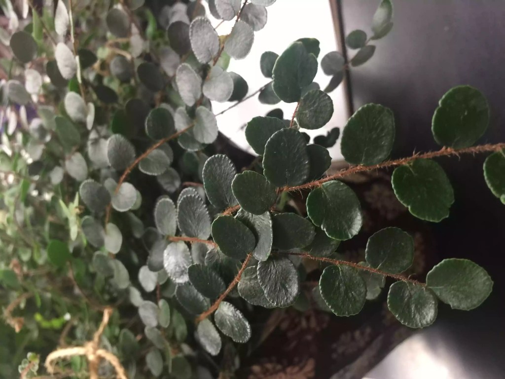 10-plantas-para-terrario-faceis-de-cuidar-casa.com-the-spruce-8-getty0images-ValMcNic