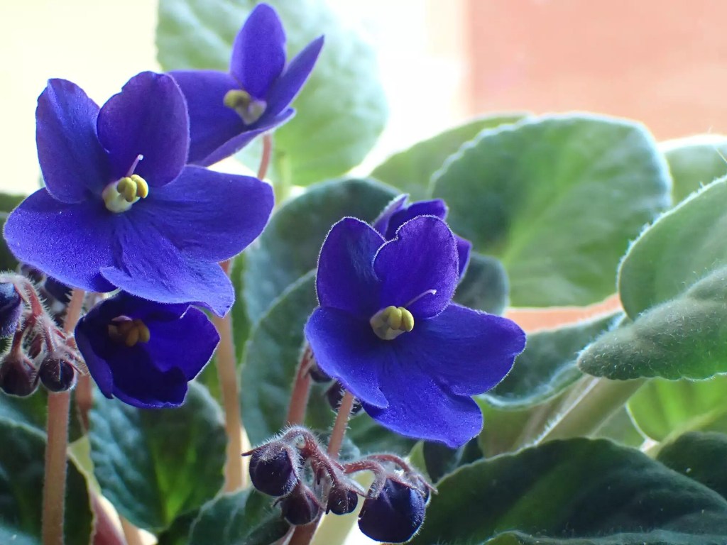 10-plantas-que-florescem-dentro-de-casa-casa.com-2-treehugger-lola-l-falantes-getty-images