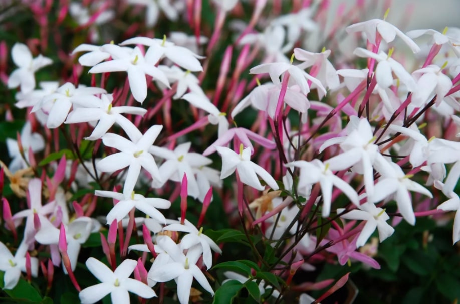16 flores e plantas que vão perfumar as suas noites | CASA.COM.BR