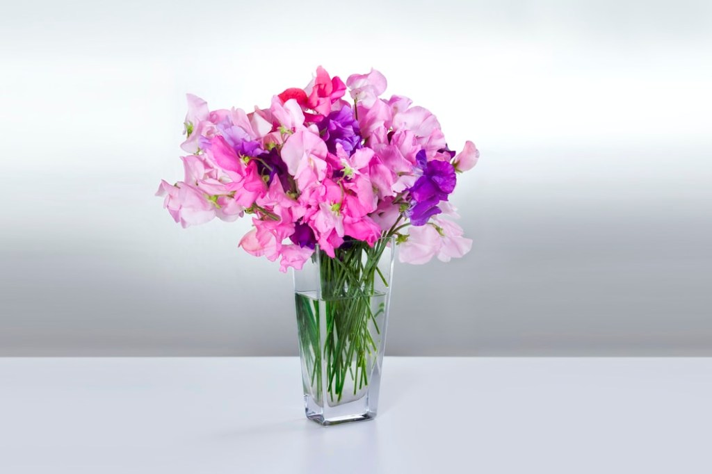 11-plantas-flores-e-ervas-que-vao-te-deixar-mais-feliz-casa.com-11-ervilha-de-cheiro-unsplash-raimond-klavins