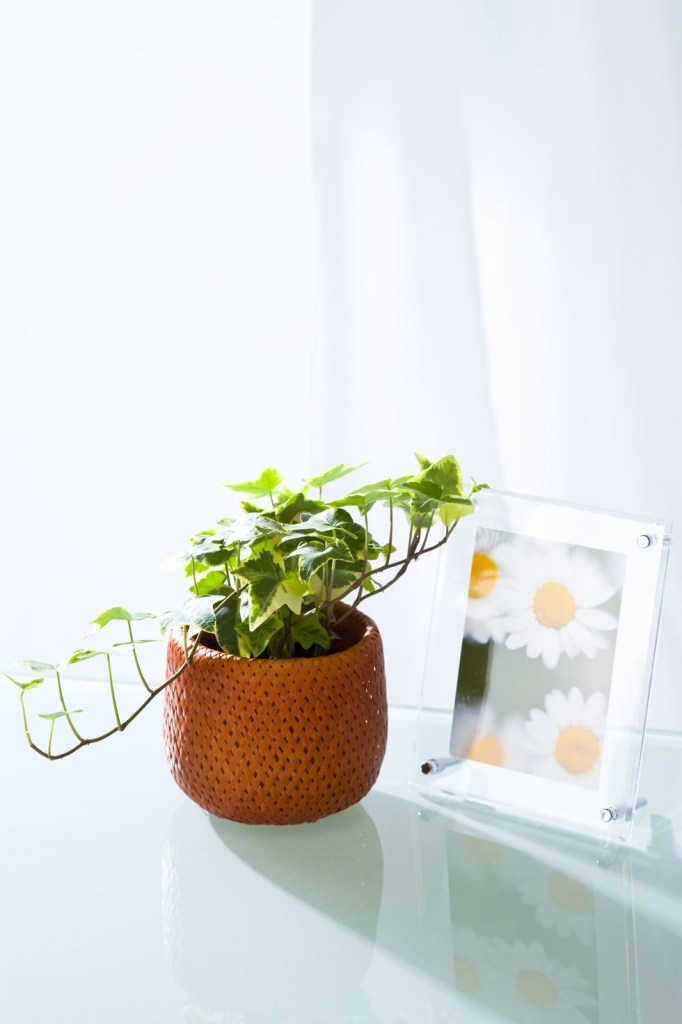 11-plantas-flores-e-ervas-que-vao-te-deixar-mais-feliz-casa.com-2-hera-house-beautiful-gyro-getty-images
