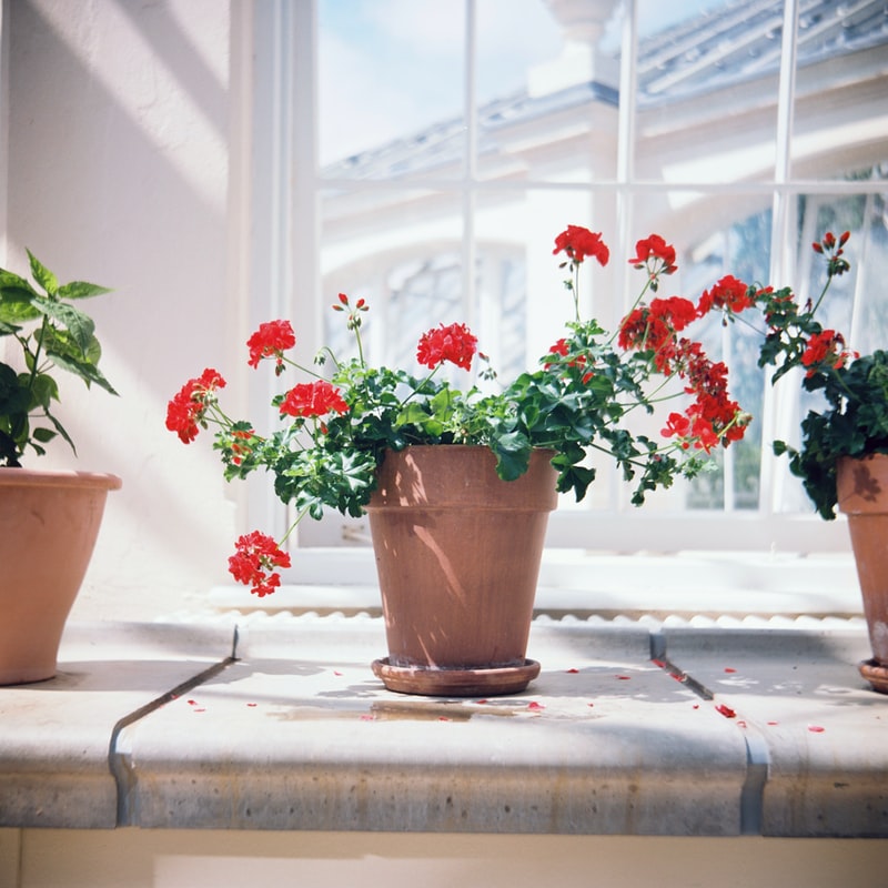 As 14 flores mais fáceis de cultivar dentro de casa 