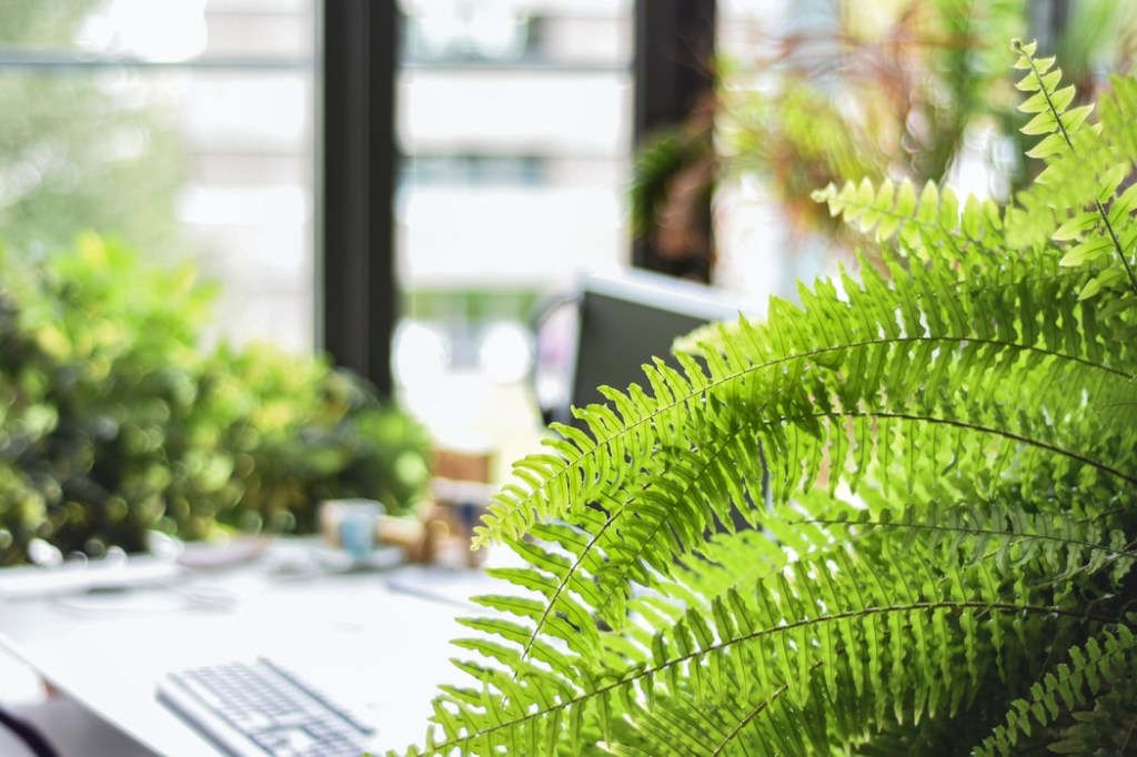 11-plantas-flores-e-ervas-que-vao-te-deixar-mais-feliz-casa.com-5-samambaia-americana-unsplash-unknown-wong