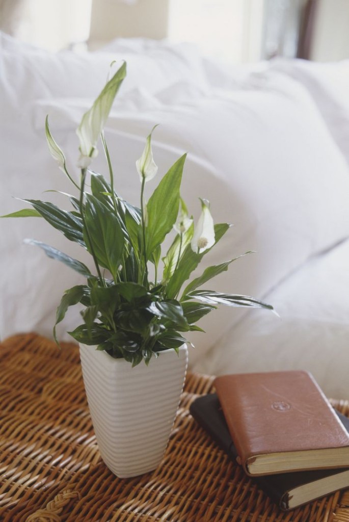 11-plantas-flores-e-ervas-que-vao-te-deixar-mais-feliz-casa.com-7-house-beautiful-sian-irvine-getty-images
