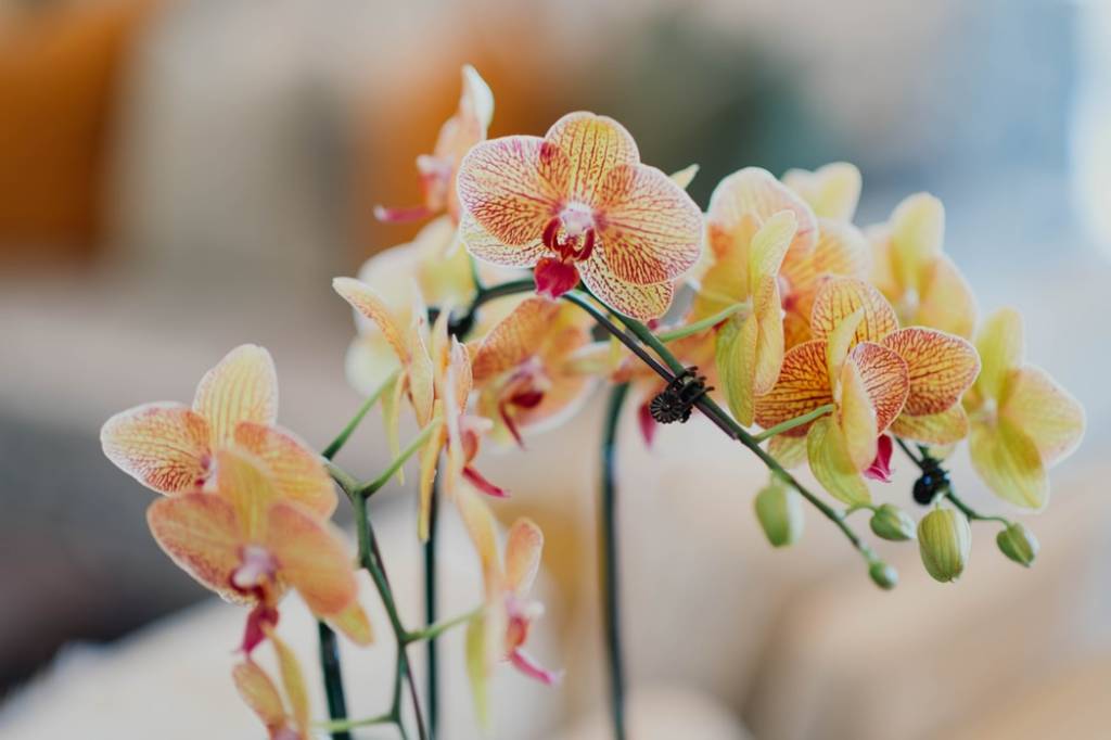 11-plantas-flores-e-ervas-que-vao-te-deixar-mais-feliz-casa.com-8-orquidea-unsplash-CHUTTERSNAP