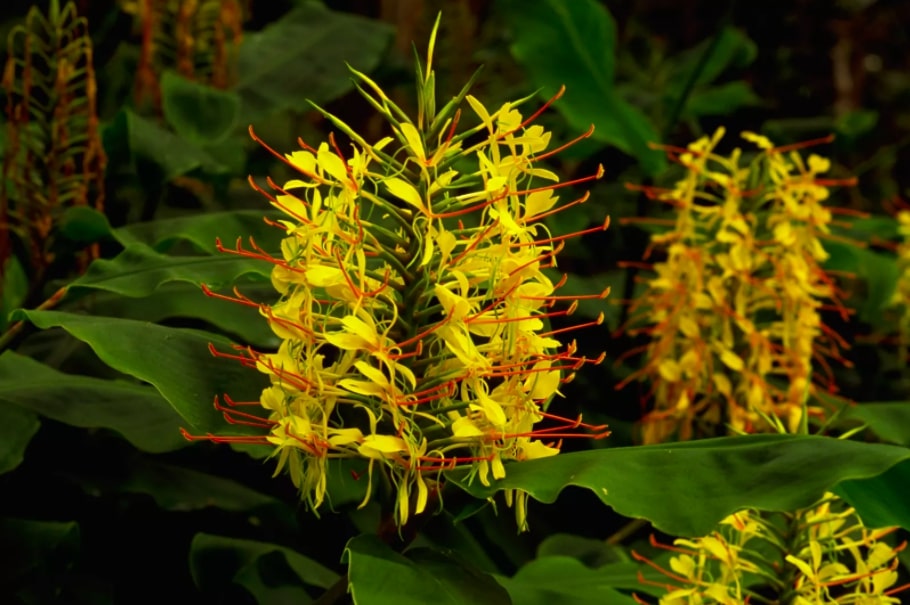 12-16-flores-e-plantas-que-vao-perfumar-as-suas-noites