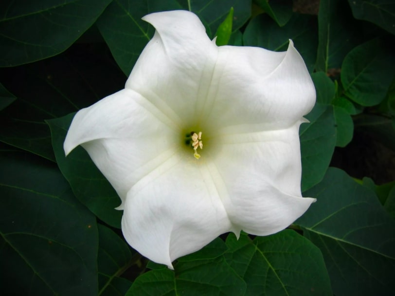 14-16-flores-e-plantas-que-vao-perfumar-as-suas-noites