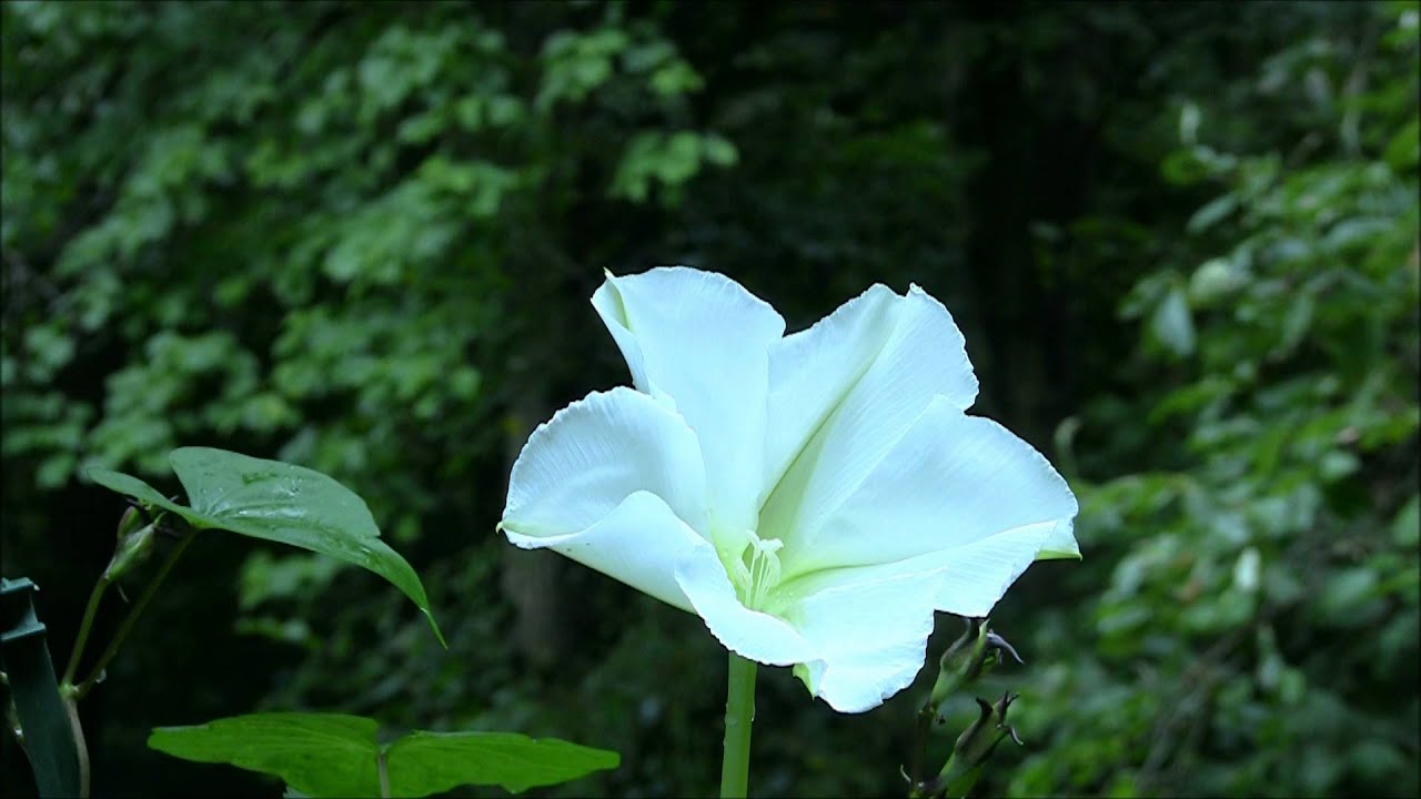 16 flores e plantas que vão perfumar as suas noites | CASA.COM.BR