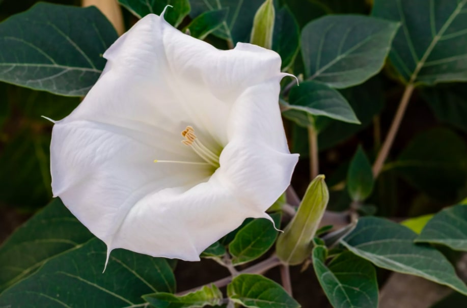 2-16-flores-e-plantas-que-vao-perfumar-as-suas-noites