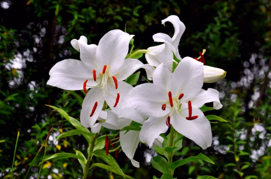 16 flores e plantas que vão perfumar as suas noites | CASA.COM.BR