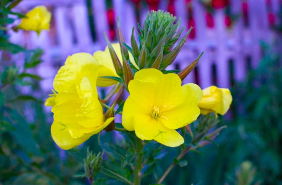5-16-flores-e-plantas-que-vao-perfumar-as-suas-noites