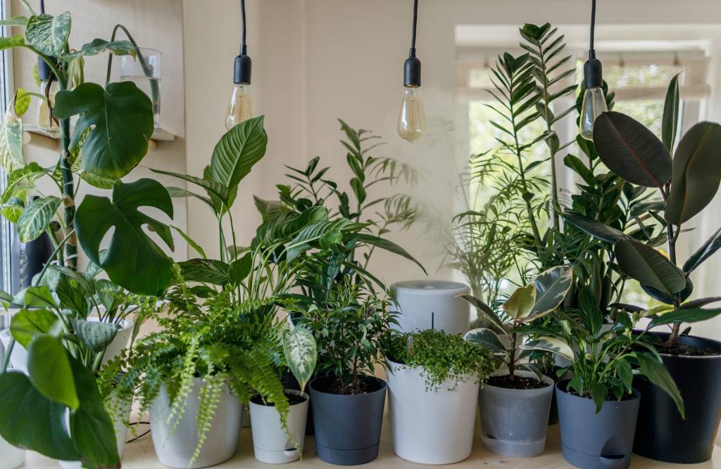 7-plantas-para-conhecer-e-ter-em-casa-pexels-09