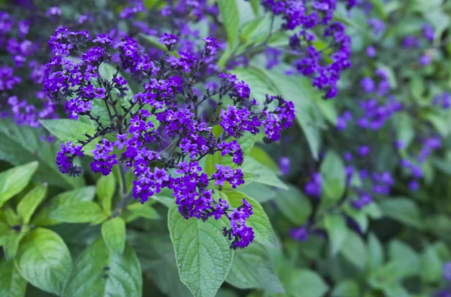 9-16-flores-e-plantas-que-vao-perfumar-as-suas-noites