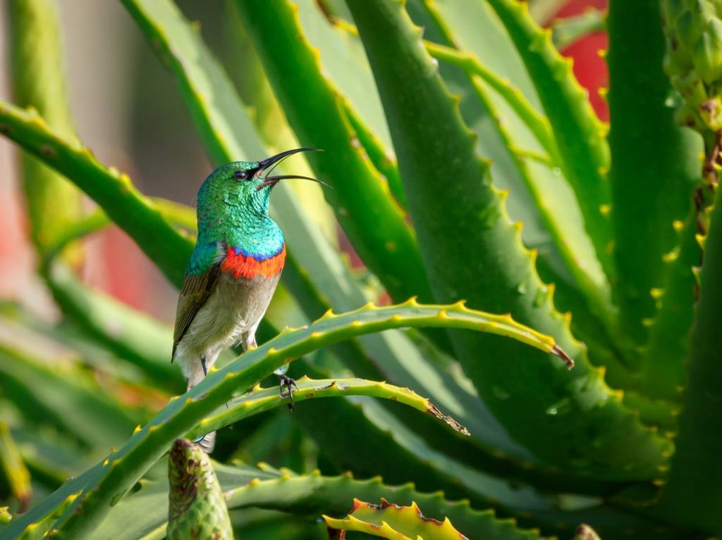 Como-cultivar-babosa-pexels-13