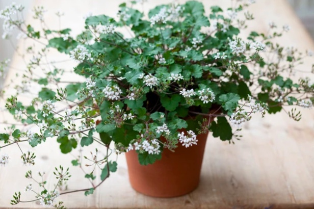 Como plantar e cuidar de gerânios