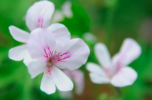 Como plantar e cuidar de gerânios