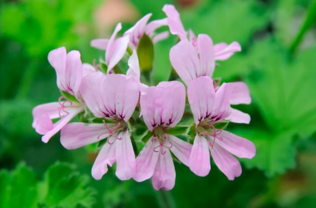 Como plantar e cuidar de gerânios
