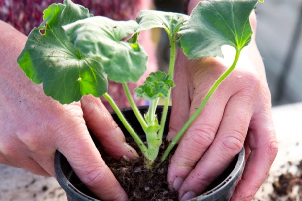 Mãos plantando muda