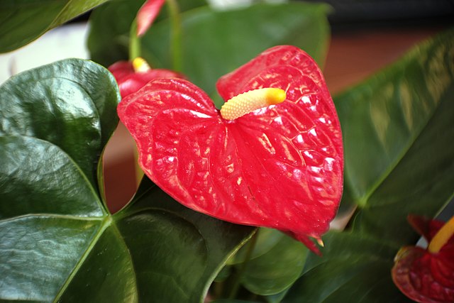 anturio-wikimedia-commons-jair-araujo-de-assis Belo e marcante: como cultivar Antúrio