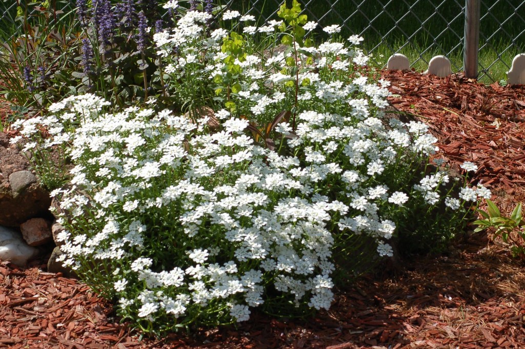 as-melhores-plantas-para-atrair-borboletinhas-casa.com-the-spruce-4-david-beaulieu