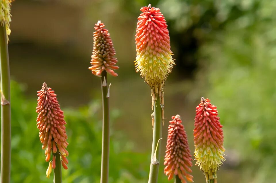 as-melhores-plantas-para-atrair-borboletinhas-casa.com-the-spruce-6-evgeniya-vlasova