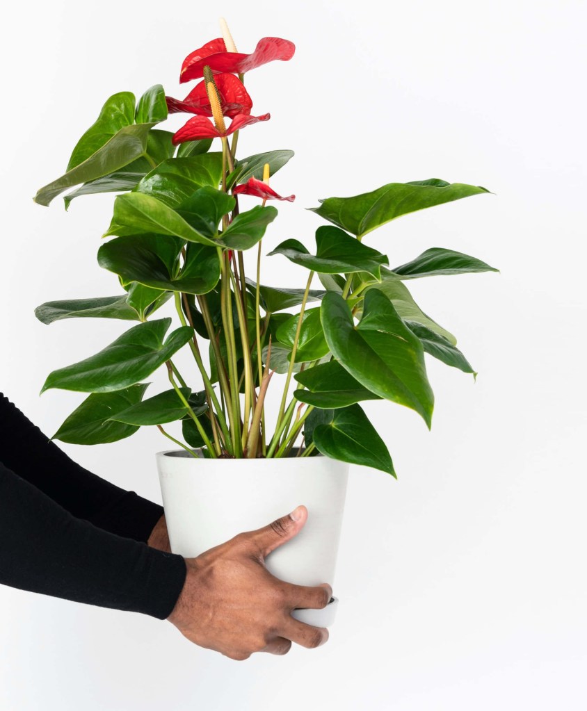 como-cultivar-anturio-casa.com-1-bloomscape Antúrio ostentando flores vermelhas e folhas viçosas.