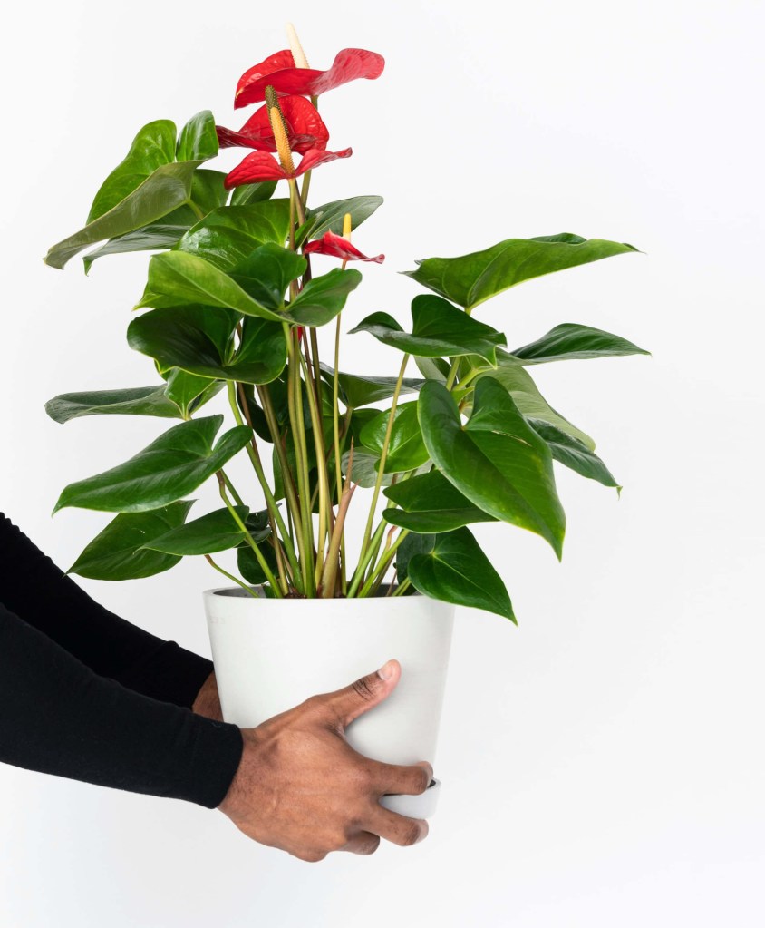 Antúrio ostentando flores vermelhas e folhas viçosas.