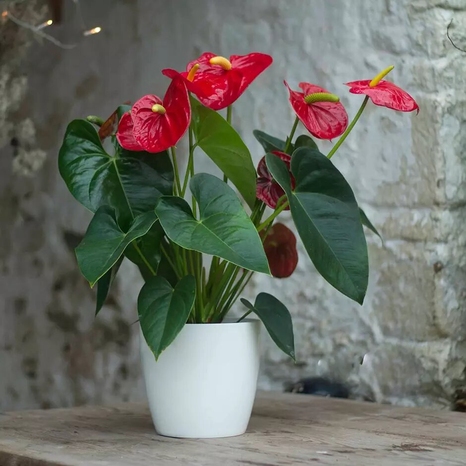como-cultivar-anturio-casa.com-2-virtual-gardens