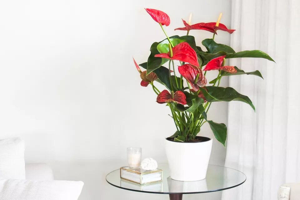 como-cultivar-anturio-casa.com-3-the-spruce-leticia-almeida