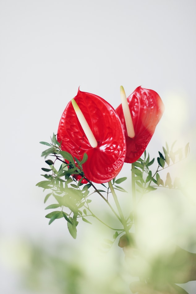 como-cultivar-anturio-casa.com-5-unsplash-f-almousa