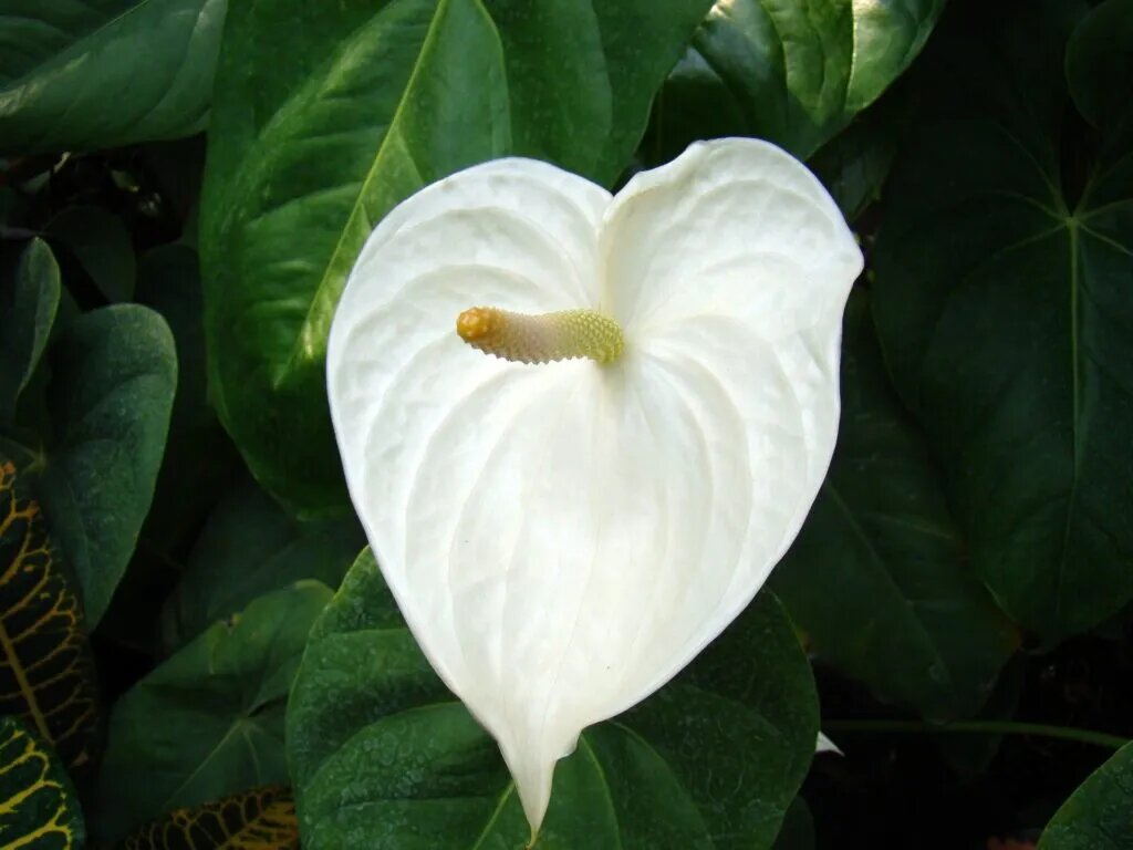 Flor de antúrio branca.