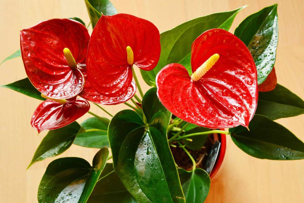 Antúrio com flores vermelhas e folhas verdes exuberantes.